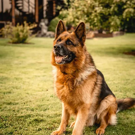 Vendégház Krapi Treimani