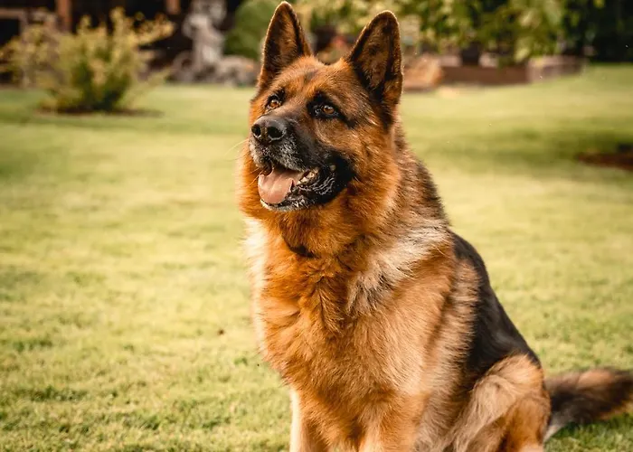 Konukevi Krapi Treimani